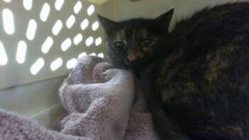 Domestic Short Hair Cats Available for Adoption in Charlotte, North Carolina - ARYA | PetCurious