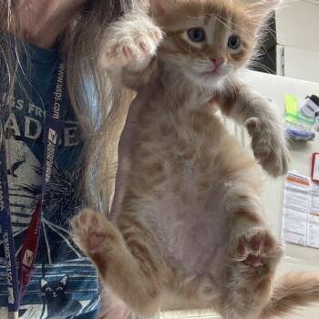 Malcom -  Domestic Short Hair Cat for Adoption in Colorado Springs, Colorado - Malcom | PetCurious