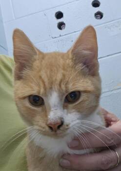 Cicero: At shelter -  Domestic Short Hair Cat for Adoption in Rustburg, Virginia - Cicero: At Shelter | PetCurious