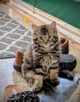Quinton (bonded with Colby) -  Domestic Medium Hair Cat for Adoption in Pickering, Ontario - Quinton (bonded With Colby) | PetCurious
