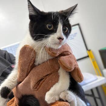 Lemon -  Domestic Short Hair Cat for Adoption in Taos, New Mexico - Lemon | PetCurious