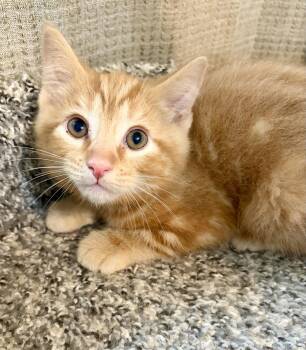 Greybeard -  Domestic Short Hair Cat for Adoption in Rootstown, Ohio - Greybeard | PetCurious