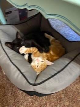 Molly Magpie -  Domestic Short Hair Cat for Adoption in Evansville, Indiana - Molly Magpie | PetCurious