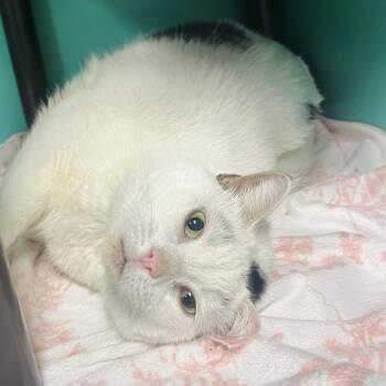 Popcorn -  Domestic Short Hair Cat for Adoption in Owosso, Michigan - Popcorn | PetCurious