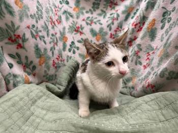 Domestic Short Hair Cats Available for Adoption - A1259227 | PetCurious