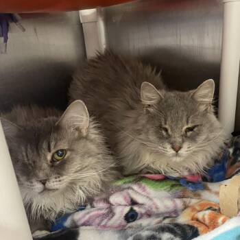 Domestic Long Hair Cats Available for Adoption in Salt Lake City, Utah - Nick Fury | PetCurious