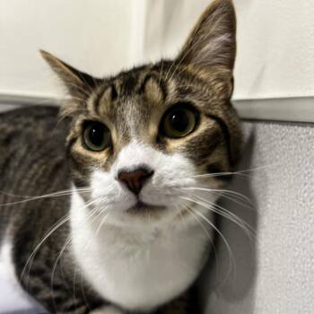 Domestic Short Hair Cats Available for Adoption - Keana | PetCurious