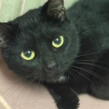 Domestic Short Hair Cats Available for Adoption in Circleville, Ohio - Ren | PetCurious
