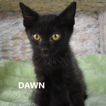 Dawn -  Domestic Medium Hair Cat for Adoption in Yuma, Arizona - Dawn | PetCurious