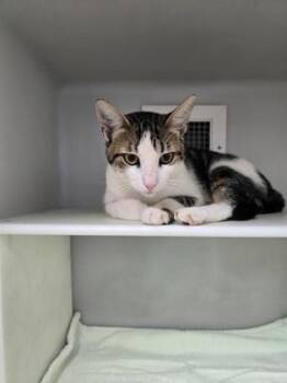 1289-26 -  Domestic Short Hair Cat for Adoption in Cumming, Georgia - 1289-26 | PetCurious