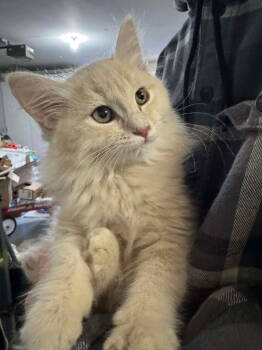 Rescue Maine Coon and Turkish Angora Cats for Adoption in Vallejo, California - Tater ( AV) | PetCurious