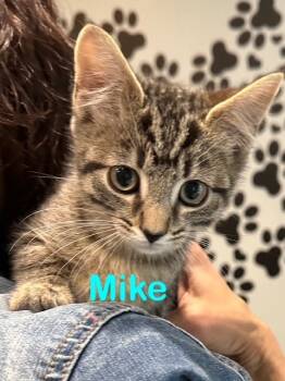Rescue Domestic Short Hair Cats for Adoption in New Bern, North Carolina - MIKE Kitten | PetCurious