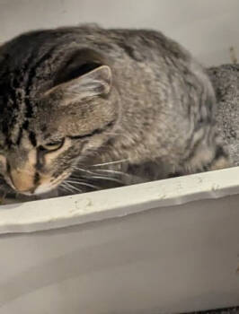 Rescue Domestic Short Hair Cats for Adoption in St. Cloud, Minnesota - George | PetCurious