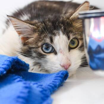 Domestic Short Hair Cats Available for Adoption in Trenton, New Jersey - Keanu | PetCurious