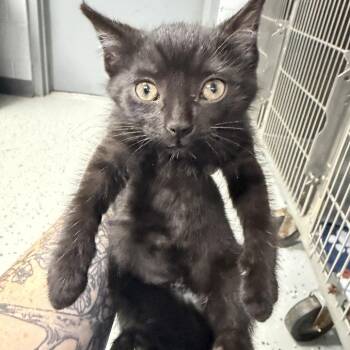 Lexapro -  Domestic Short Hair Cat for Adoption in Marion, Virginia - Lexapro | PetCurious