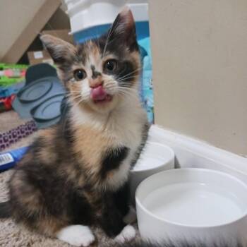 Marble -  Domestic Short Hair Cat for Adoption in West Olive, Michigan - Marble | PetCurious