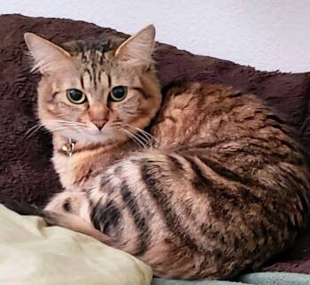 Charlotte - Rancho Cucamonga PetSmart -  Domestic Medium Hair Cat for Adoption in Yorba Linda, California - Charlotte - Rancho Cucamonga PetSmart | PetCurious