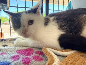 Arrow -  Domestic Short Hair Cat for Adoption in Cleveland, Ohio - Arrow | PetCurious