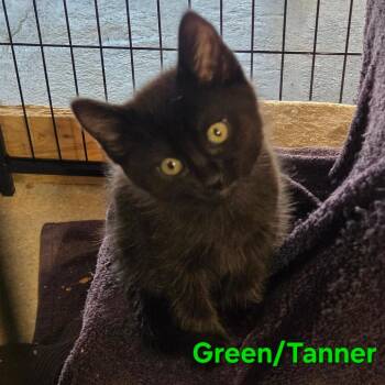 Tanner (Green) -  Domestic Short Hair Cat for Adoption in Belfair, Washington - Tanner (Green) | PetCurious