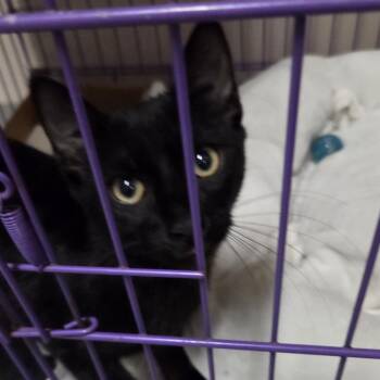 Chrissy -  Domestic Short Hair Cat for Adoption in Branson, Missouri - Chrissy | PetCurious