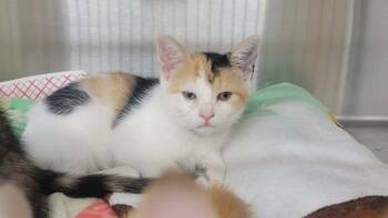 BARB -  Domestic Short Hair Cat for Adoption in Tustin, California - BARB | PetCurious