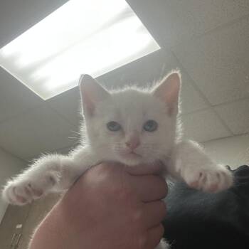 Butterscotch -  Domestic Short Hair Cat for Adoption in Ottawa, Kansas - Butterscotch | PetCurious