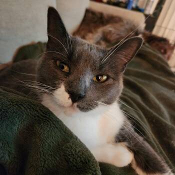 Rescue Domestic Short Hair Cats for Adoption in Big Lake, Minnesota - Willow | PetCurious