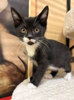 Domestic Short Hair and Tuxedo Cats Available for Adoption in Yardley, Pennsylvania - Bits | PetCurious