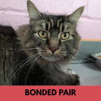 Bodie -  Domestic Long Hair Cat for Adoption in Lakewood, Colorado - Bodie | PetCurious