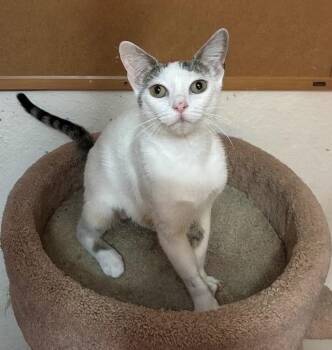 Marmee -  Tabby Cat for Adoption in San Juan Capistrano, California - Marmee | PetCurious