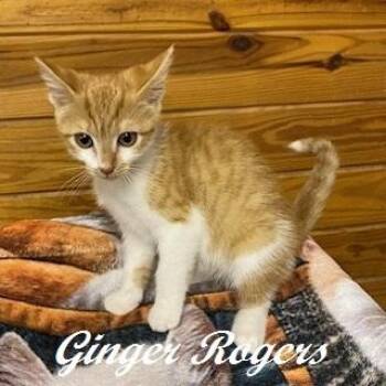 Ginger Rogers -  Tabby Cat for Adoption in Southern Pines, North Carolina - Ginger Rogers | PetCurious