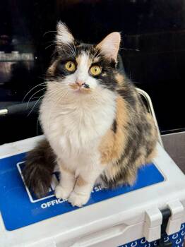 Ginger -  Domestic Long Hair Cat for Adoption in Indianapolis, Indiana - Ginger | PetCurious
