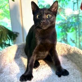 Rescue Bombay and Extra Toes Cat Hemingway Polydactyl Cats for Adoption in Oakwood, Georgia - HEMINGWAY - PAWS LIKE CATCHERS