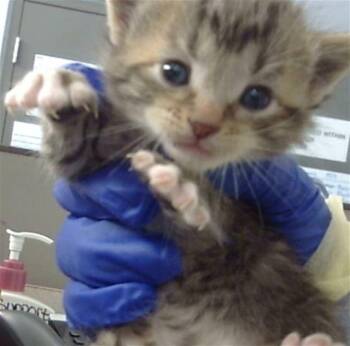 Domestic Medium Hair Cats Available for Adoption in Dallas, Texas - GOJO | PetCurious