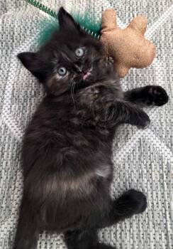 Domestic Short Hair Cats Available for Adoption - Bali | PetCurious