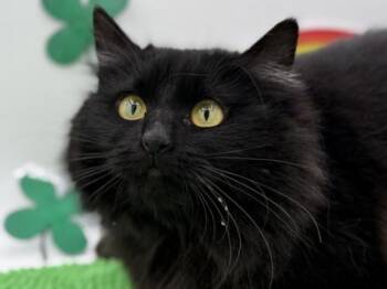 Domestic Long Hair Cats Available for Adoption - Lucille | PetCurious