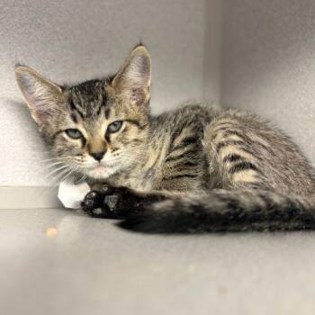 LEON -  Domestic Short Hair Cat for Adoption in Aurora, Colorado - LEON | PetCurious