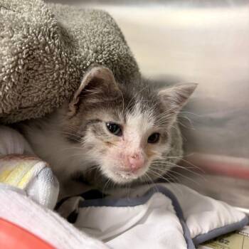 Slug -  Domestic Medium Hair Cat for Adoption in Charleston, West Virginia - Slug | PetCurious