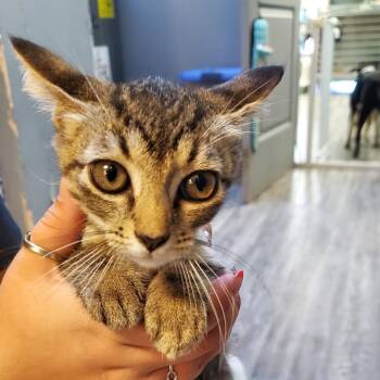 Jaspurr -  Domestic Short Hair Cat for Adoption in Lake Jackson, Texas - Jaspurr | PetCurious