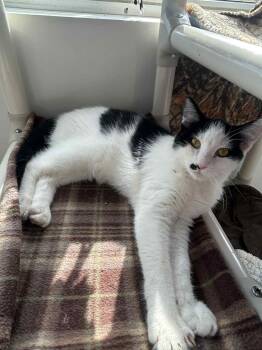 Rescue Domestic Short Hair Cats for Adoption - Herbie | PetCurious