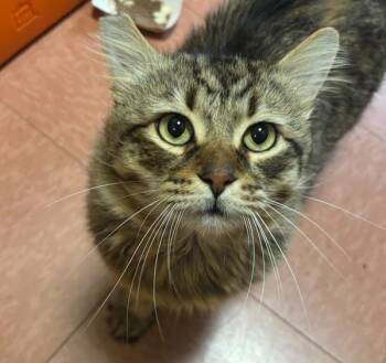 Buck -  Domestic Medium Hair Cat for Adoption in Vancouver, Washington - Buck | PetCurious