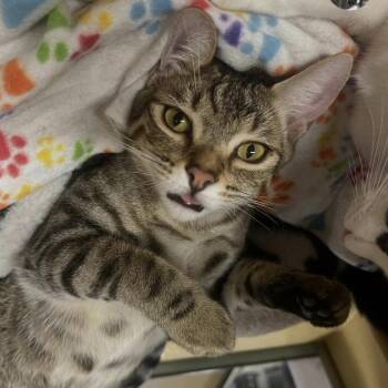 Domestic Short Hair and Bengal Cats Available for Adoption in Santa Ana, California - Tom Tom | PetCurious
