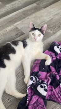 Boston -  Domestic Medium Hair Cat for Adoption in Fort Collins, Colorado - Boston | PetCurious
