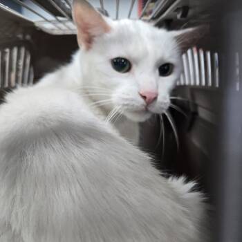 ANGEL -  Domestic Short Hair Cat for Adoption in Newark, New Jersey - ANGEL | PetCurious