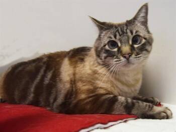 Siamese and Domestic Short Hair Cats Available for Adoption - CHLOE | PetCurious