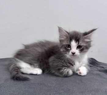 Sabado -  Domestic Short Hair Cat for Adoption in Watkinsville, Georgia - Sabado | PetCurious
