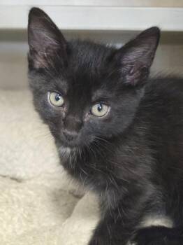 Mary Jane -  Domestic Short Hair Cat for Adoption in New Rochelle, New York - Mary Jane | PetCurious