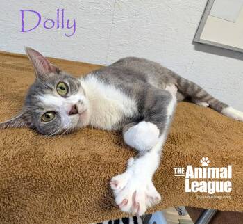 Dolly -  Domestic Short Hair Cat for Adoption in Groveland, Florida - Dolly | PetCurious
