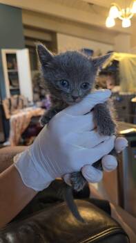 Domestic Medium Hair and Russian Blue Cats Available for Adoption - Virgin Atlantic | PetCurious