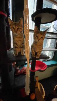 Beatrix -  Domestic Short Hair Cat for Adoption in Chicago, Illinois - Beatrix | PetCurious